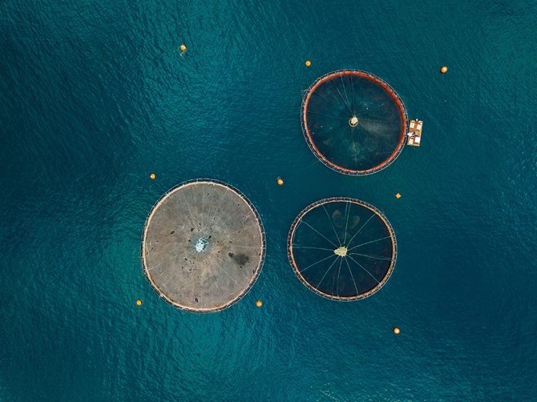 Salmon Fish Farms with Floating Cages